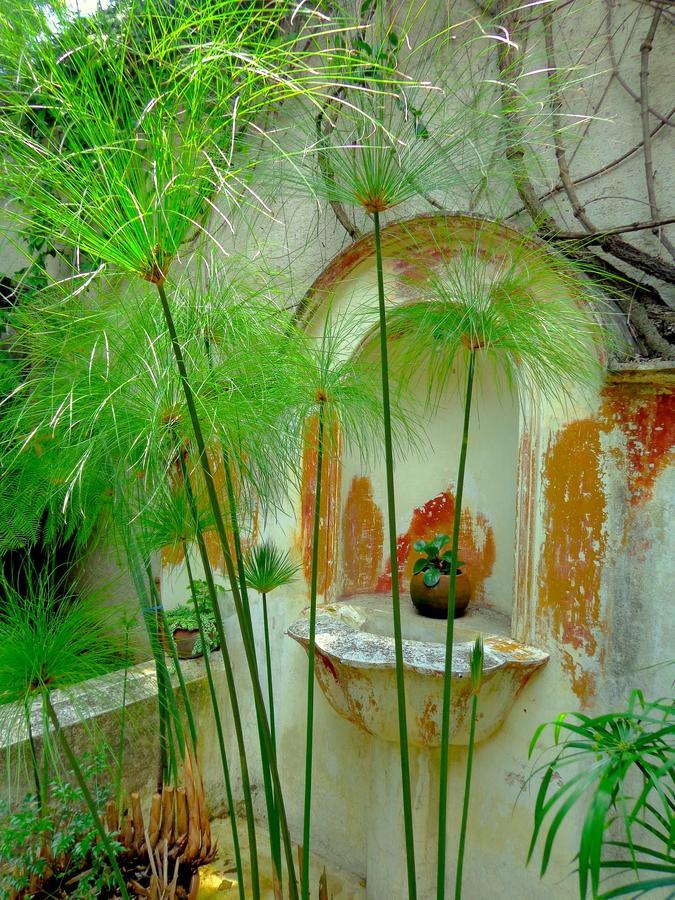אנטיגואה גואטמלה Cissus Hotel Boutique (Adults Only) מראה חיצוני תמונה